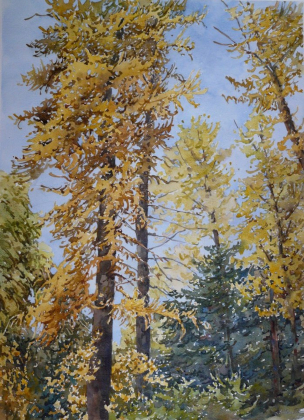 Larici - cm 75 x 55