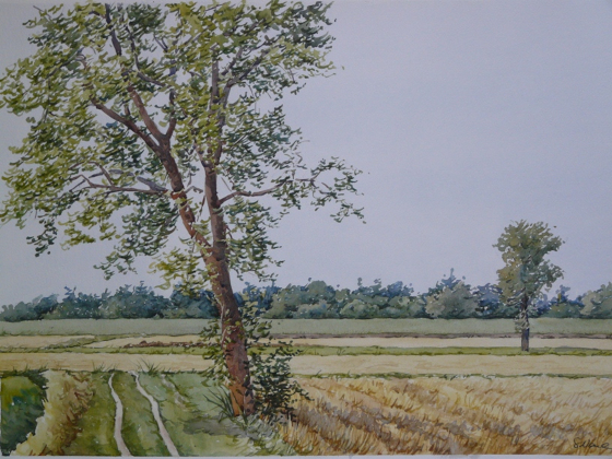 Estate in pianura - cm 55 x 75