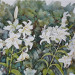 Gigli bianchi - cm 50 x 70