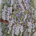 Glicine - cm 70 x 50