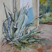 Agave - cm 50 x 35